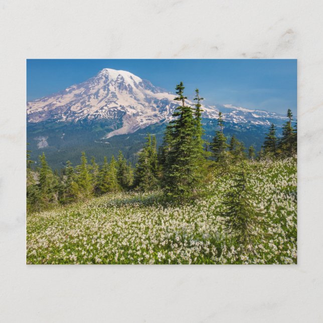 Lavinliljor och Mount Rainier Vykort (Framsida)