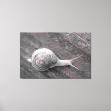 LavishlyOn Modern Rosa Grått Snigel på Sidepromena