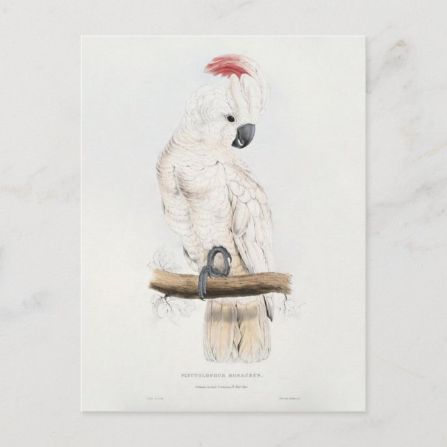 Lax-krönad kakadua vykort (Framsida)