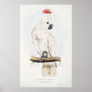 Lax-krönad kakaduaaffisch poster
