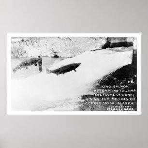 Lax som hoppar Alaska 1907 Poster