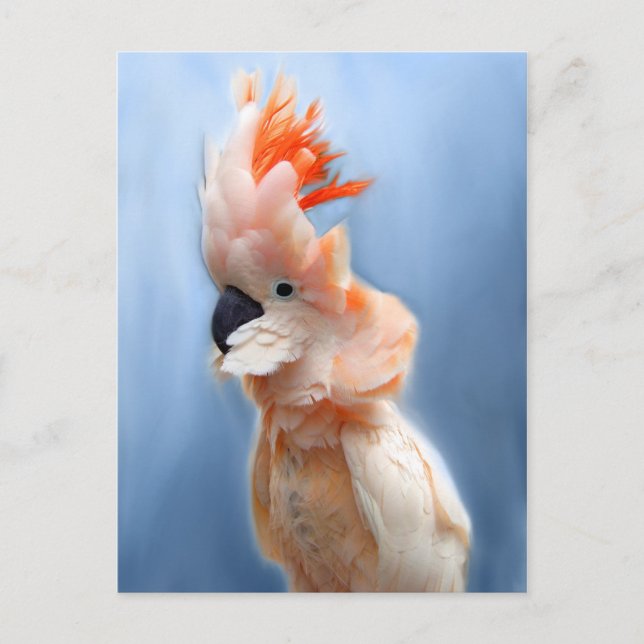 Laxbestulna cockatoo-vykort vykort (Framsida)