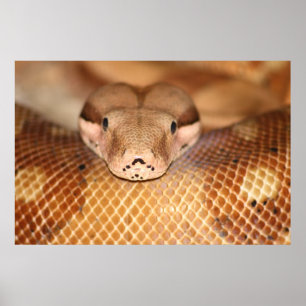 LaxBoaaffisch Poster