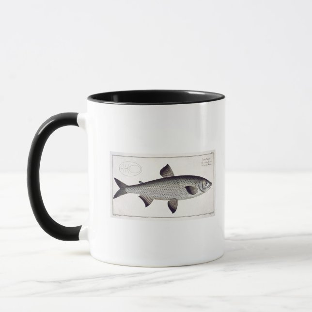 Laxen (Salmo Maraena) pläterar XXVII från Mugg (Vänster)