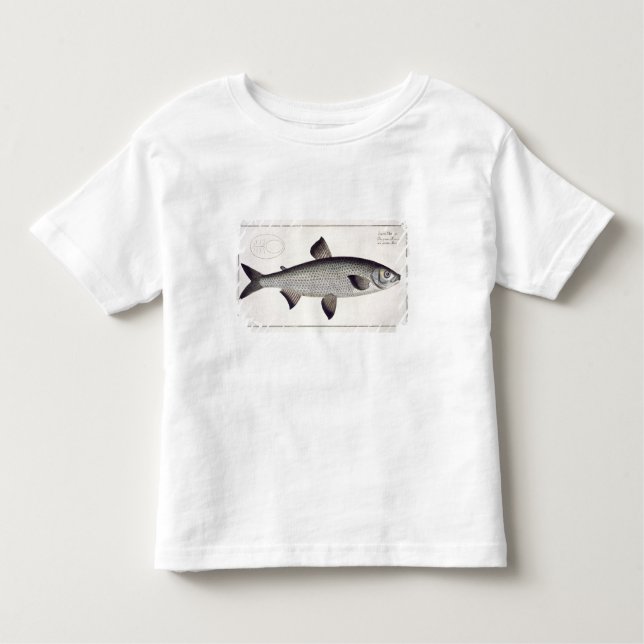 Laxen (Salmo Maraena) pläterar XXVII från T-shirt (Framsida)