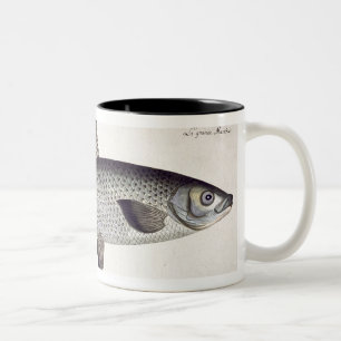 Laxen (Salmo Maraena) pläterar XXVII från Två-Tonad Mugg