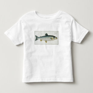 Laxen (Salmo Salar) pläterar XX från Tröja