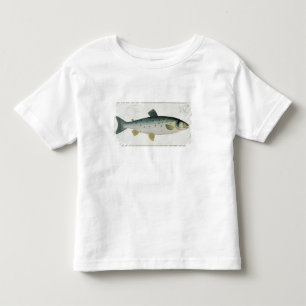 Laxen (Salmo Salar) pläterar XX från Tröja