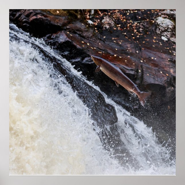 Laxlax salmo salar poster (Framsidan)