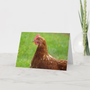 Lay Hen Rhode island Red Chicken Kort