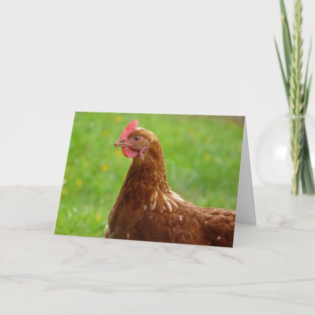 Lay Hen Rhode island Red Chicken Kort (Framsida)
