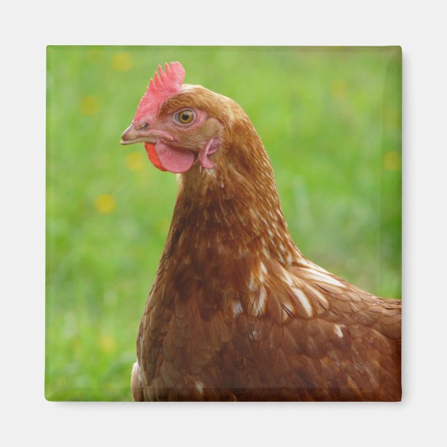 Lay Hen Rhode island Red Chicken Magnet (Framsidan)