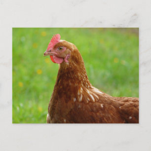 Lay Hen Rhode island Red Chicken Vykort