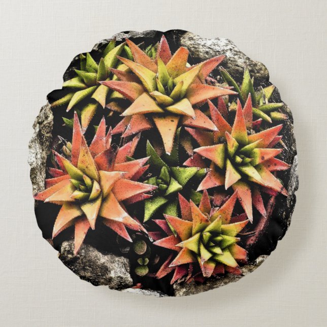 LAYERED STAR-FORMERAD SUCCULENT PLANT/SALMON & GRÖ RUND KUDDE (Framsidan)