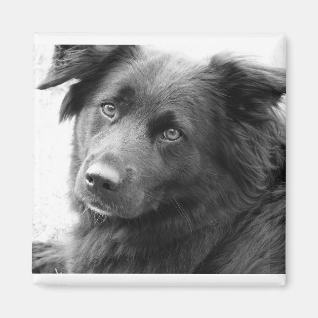 Layla Magnet (Framsidan)