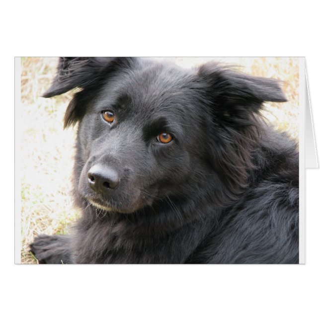 Layla OBS Kort (Framsidan Horizontal)