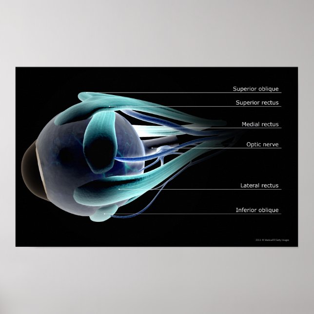 Layout för musklerna i öga poster (Framsidan)
