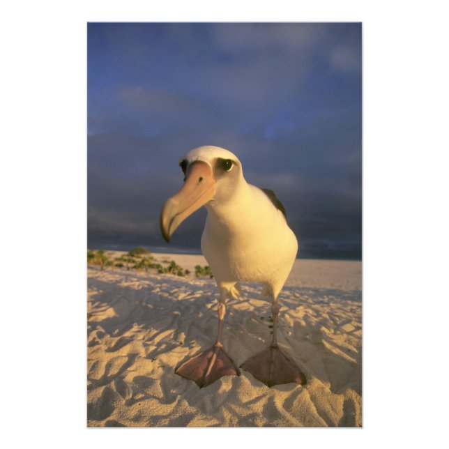 Laysan Albatross, Diomedea immutabilis), Fototryck (Framsidan)