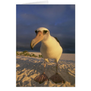 Laysan Albatross, Diomedea immutabilis), Hälsningskort