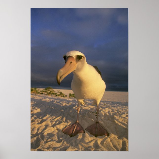 Laysan Albatross, Diomedea immutabilis), Poster (Framsidan)