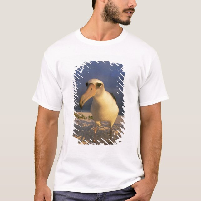Laysan Albatross, Diomedea immutabilis), T Shirt (Framsida)