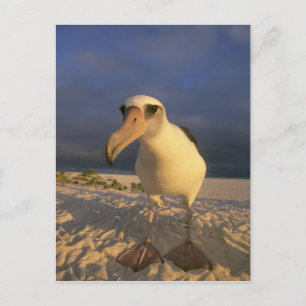 Laysan Albatross, Diomedea immutabilis), Vykort