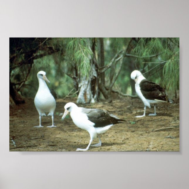 Laysan Albatross Poster (Framsidan)