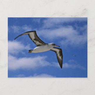 Laysan albatross som flyger i luft vykort
