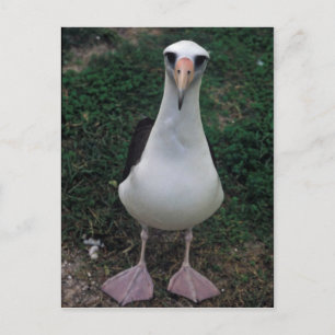 Laysan albatross stående vykort