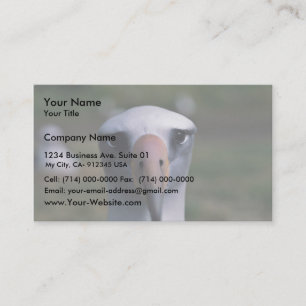 Laysan albatross visitkort
