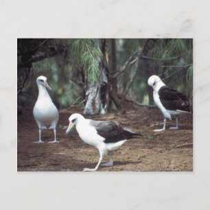 Laysan Albatross Vykort