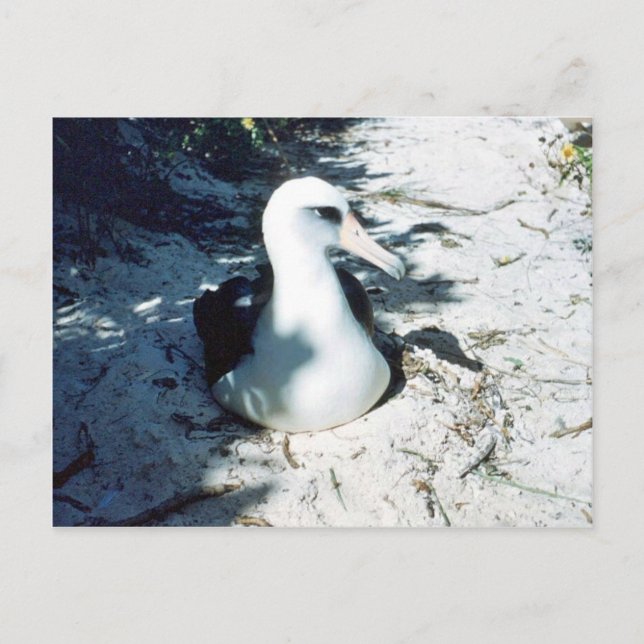 Laysan Albatross Vykort (Framsida)
