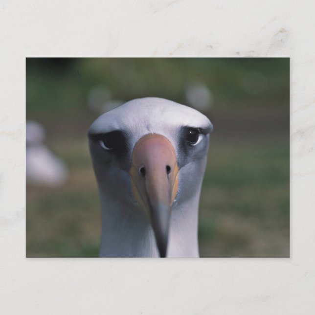 Laysan albatross vykort (Framsida)