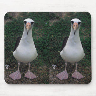 Laysan albatrossanseende musmatta