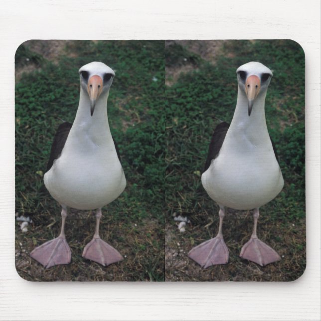 Laysan albatrossanseende musmatta (Framsidan)