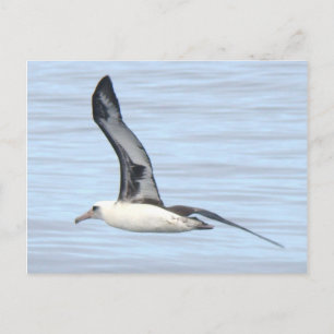 Laysan Albatrossvykort Vykort