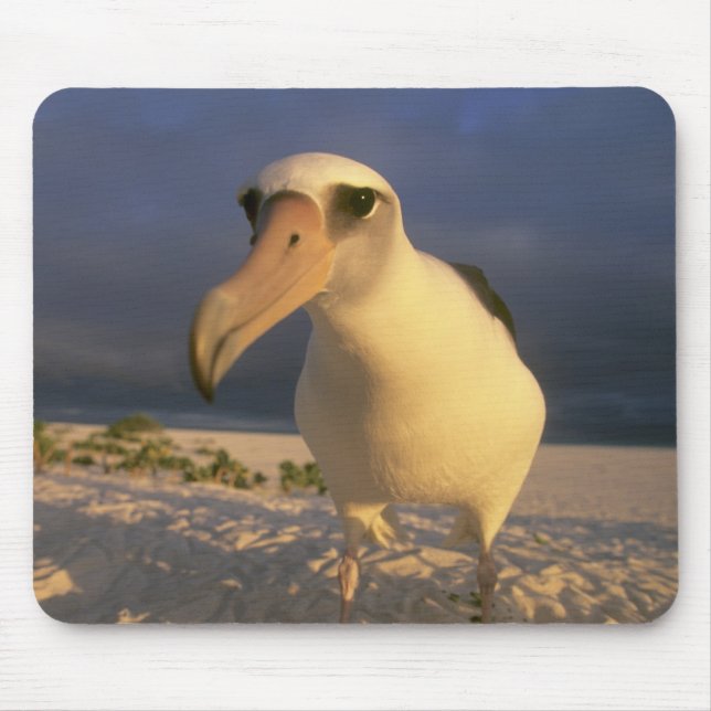 Laysanalbatross, Diomedea immutabilis), Musmatta (Framsidan)