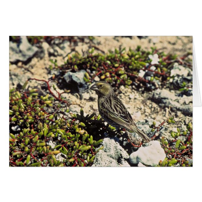 Laysanfink Hälsningskort (Framsidan Horizontal)