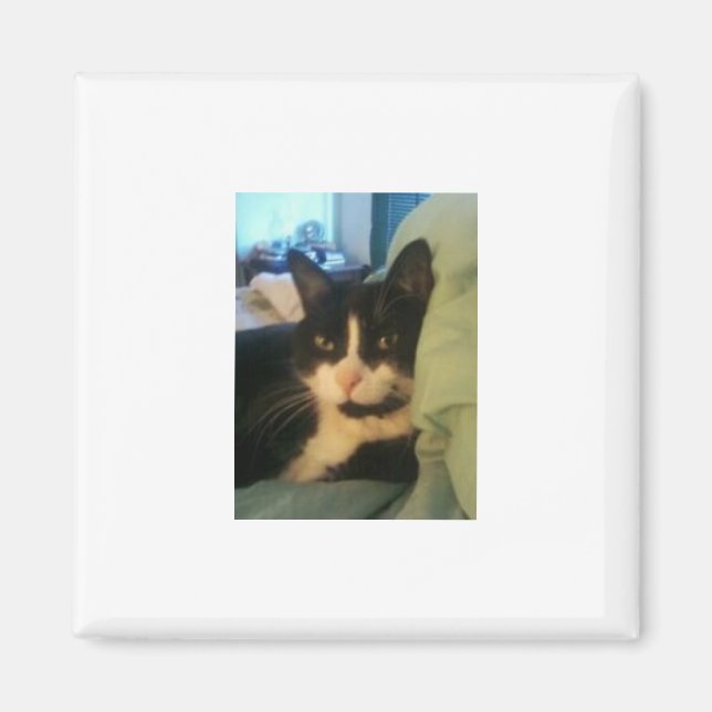 Lazey Cat Magnet (Framsidan)