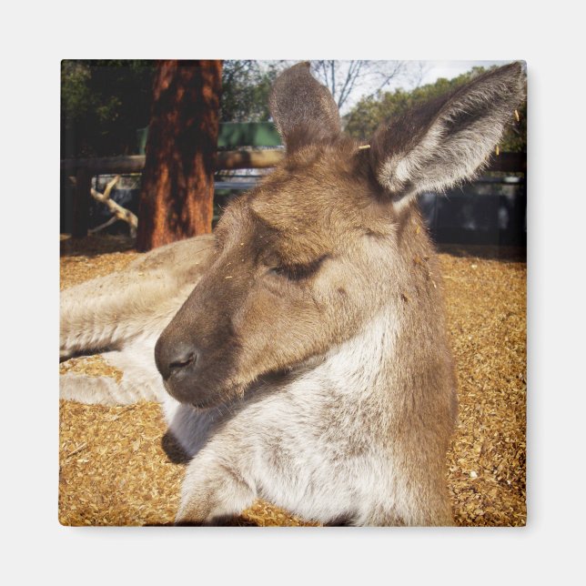 Lazing Kangaroo Close Up, Fridge Magnet (Framsidan)