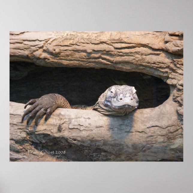 Lazing Komodo Poster (Framsidan)
