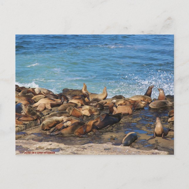 Lazing On A Sunny Afternoon Vykort (Framsida)