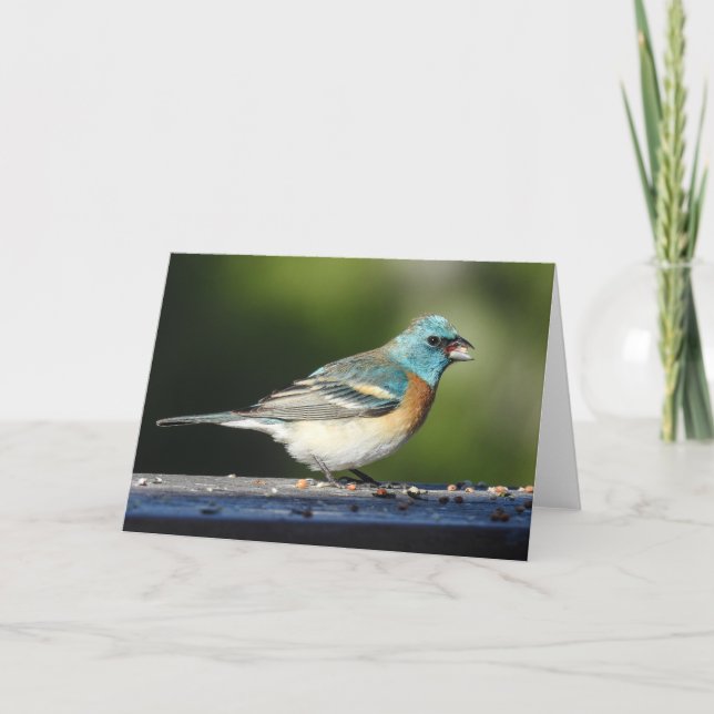 Lazuli Bunting Notecard Kort (Framsida)