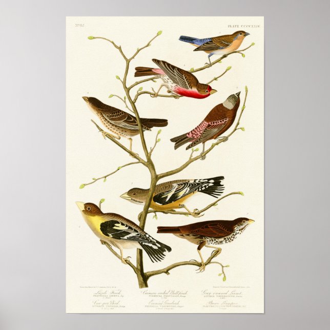 Lazuli Finch John James Audubon Birds of America Poster (Framsidan)
