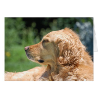 Lazy Aeftermiddag i Sol Hälsningskort