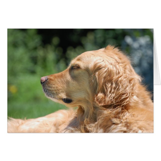 Lazy Aeftermiddag i Sol Hälsningskort (Framsidan Horizontal)