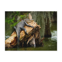 Lazy Alligator Postcard av De Gruy