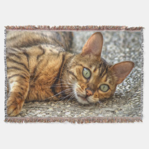 Lazy Bengal Cat Mysfilt
