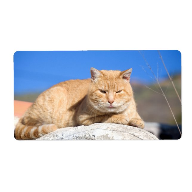 Lazy cat fraktsedel (Framsidan)