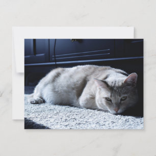 Lazy Cat Napping-vykort Vykort